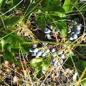 Organ Grape Berries