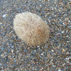 Groove Burrowing Urchin