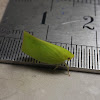 Common Green Planthopper