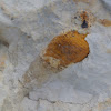 Snail fossil