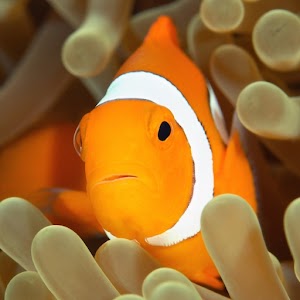 Red Sea Fishes logo