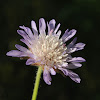 Whole-leaved Scabious