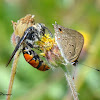 Scollid wasp and Butterfly