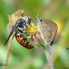 Scollid wasp and Butterfly