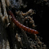 Click Beetle larva