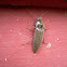unknown click beetle