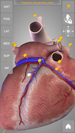 Heart 3D Anatomy Lite poster 3
