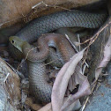 eastern brown snake