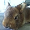 Satin/new zealand crossbred rabbit