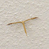 Common Plume Moth