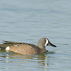 blue winged teal