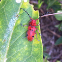 Longhorn Beetle