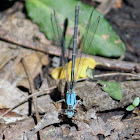 Damselfly