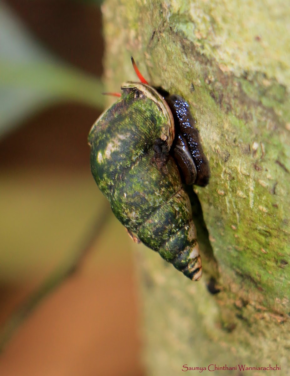 Tortulosa snail