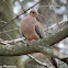 Mourning Dove