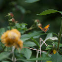 Gatekeeper Butterfly