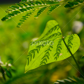 U r far bt still your shadow stays In my heart by Laxman Godade - Nature Up Close Leaves & Grasses