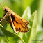 (Male) Fiery Skipper