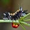 Milkweed tussock moth caterpillar