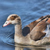 Egyptian Goose