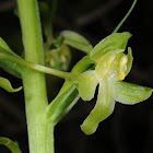 Holomboe's Butterfly Orchid