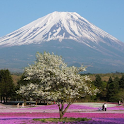 Fujiyama Live Wallpaper logo
