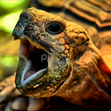 Yawning tortoise by Nic Scott -  