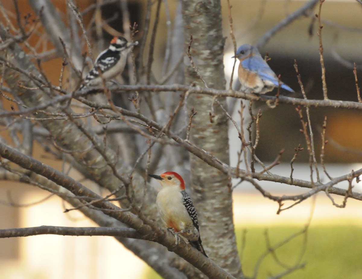 Downy & Red-Bellied Woodpecker and Eastern Bluebird (all males)