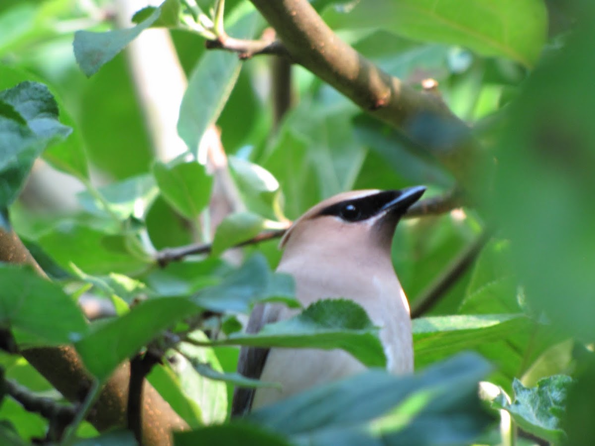 Cedar Waxwing