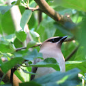 Cedar Waxwing