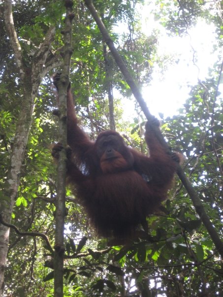 Sumatran Orangutan (Male)