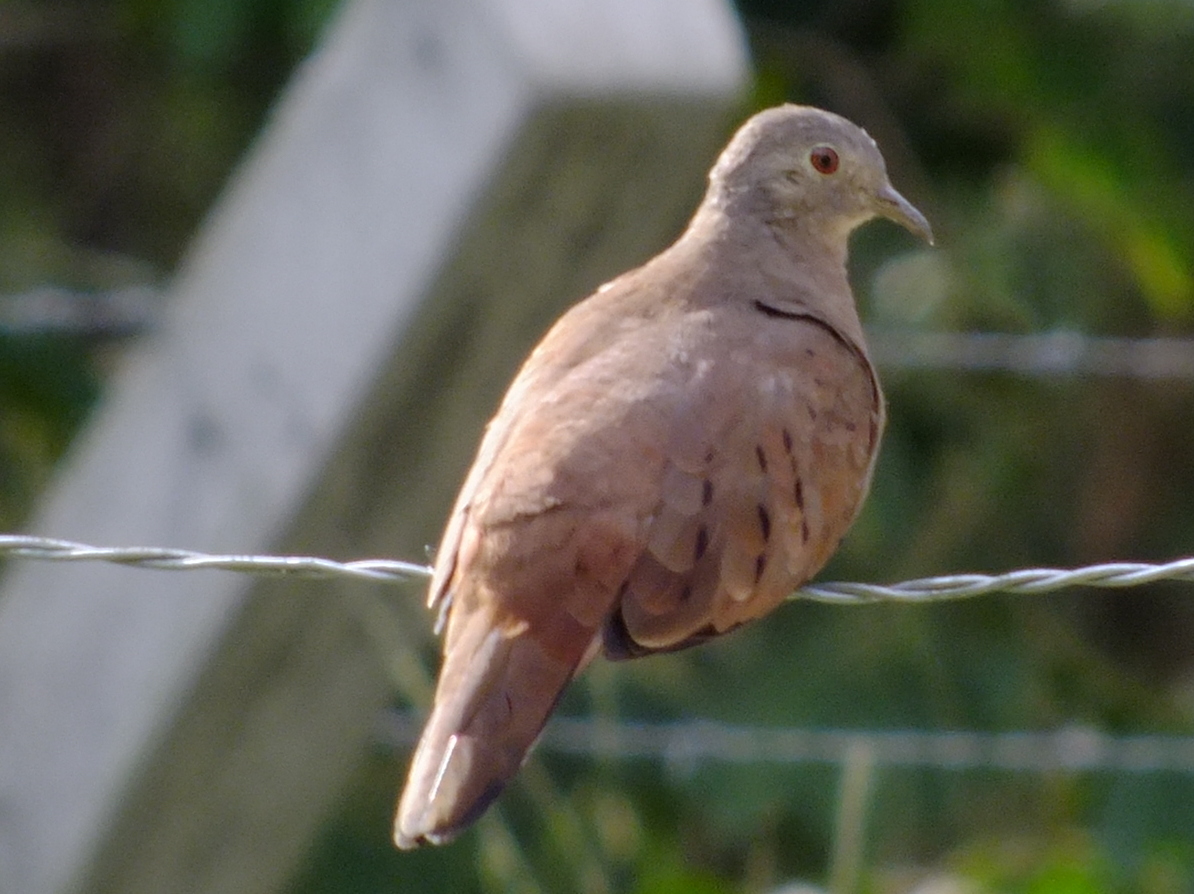 Ruddy Ground-Dove. Rolinha-roxa (Brazil)