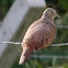 Ruddy Ground-Dove. Rolinha-roxa (Brazil)