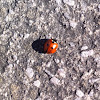 Seven-spotted Lady Beetle