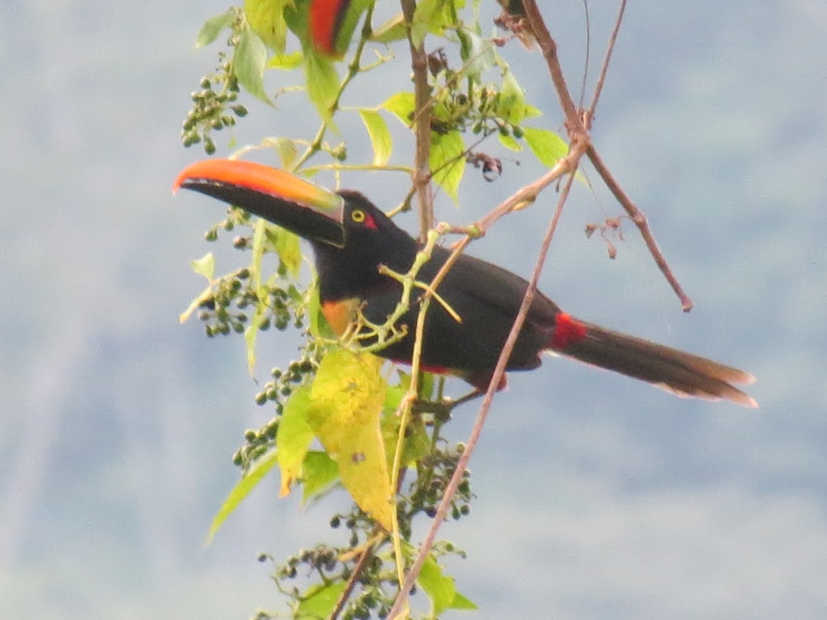 Fiery billed aracari