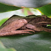 Common Tree Frog