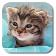 Little Cat Live Wallpaper APK