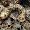 Blackspotted sea cucumber