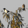 Black Billed Magpie and Red Shafted Flicker