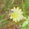 Wasp Mimicking Fly