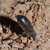Black Stink Bug (Pinacate beetle)