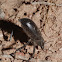 Black Stink Bug (Pinacate beetle)