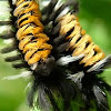 Milkweed Tiger Moth