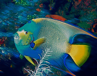 A Queen Angelfish off the Cobalt Coast of Grand Cayman Island.