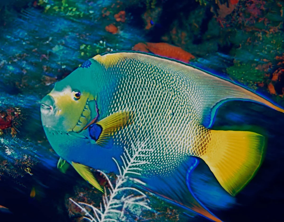Cayman-Islands-Queen-Angel-Cobalt-Coast - A Queen Angelfish off the Cobalt Coast of Grand Cayman Island.