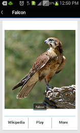 Animal Sound & Photos for Kids poster 5