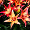 L.A. Hybrid Lily 