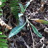 Rattlesnake Plantain