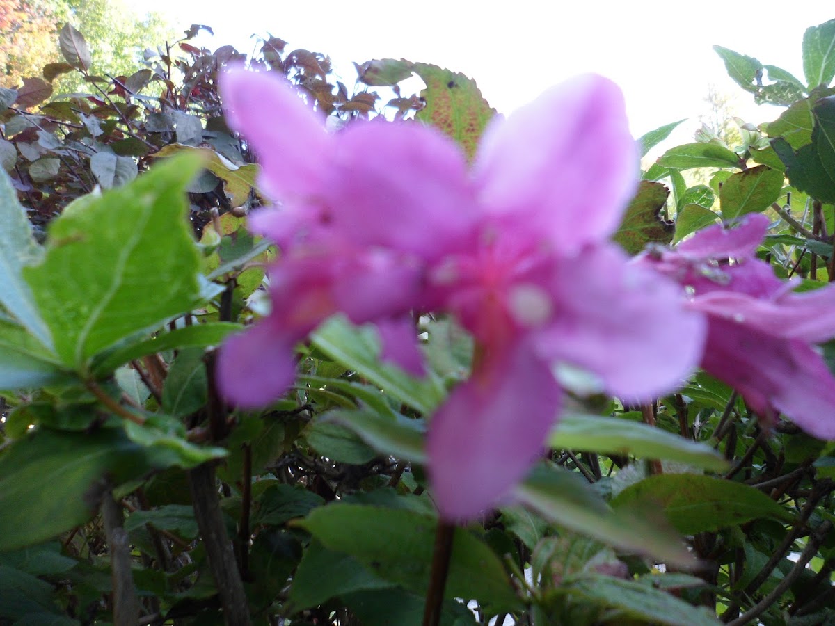 Weigela 'Minuet'