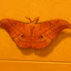 Japanese Silk Moth